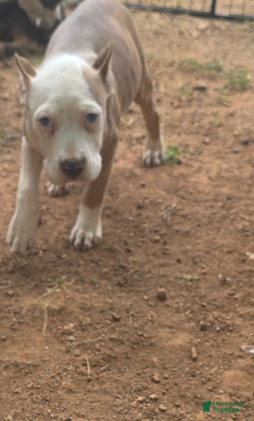 American Bully dogs for sale: Pocket Bully male 2 - Ad 2