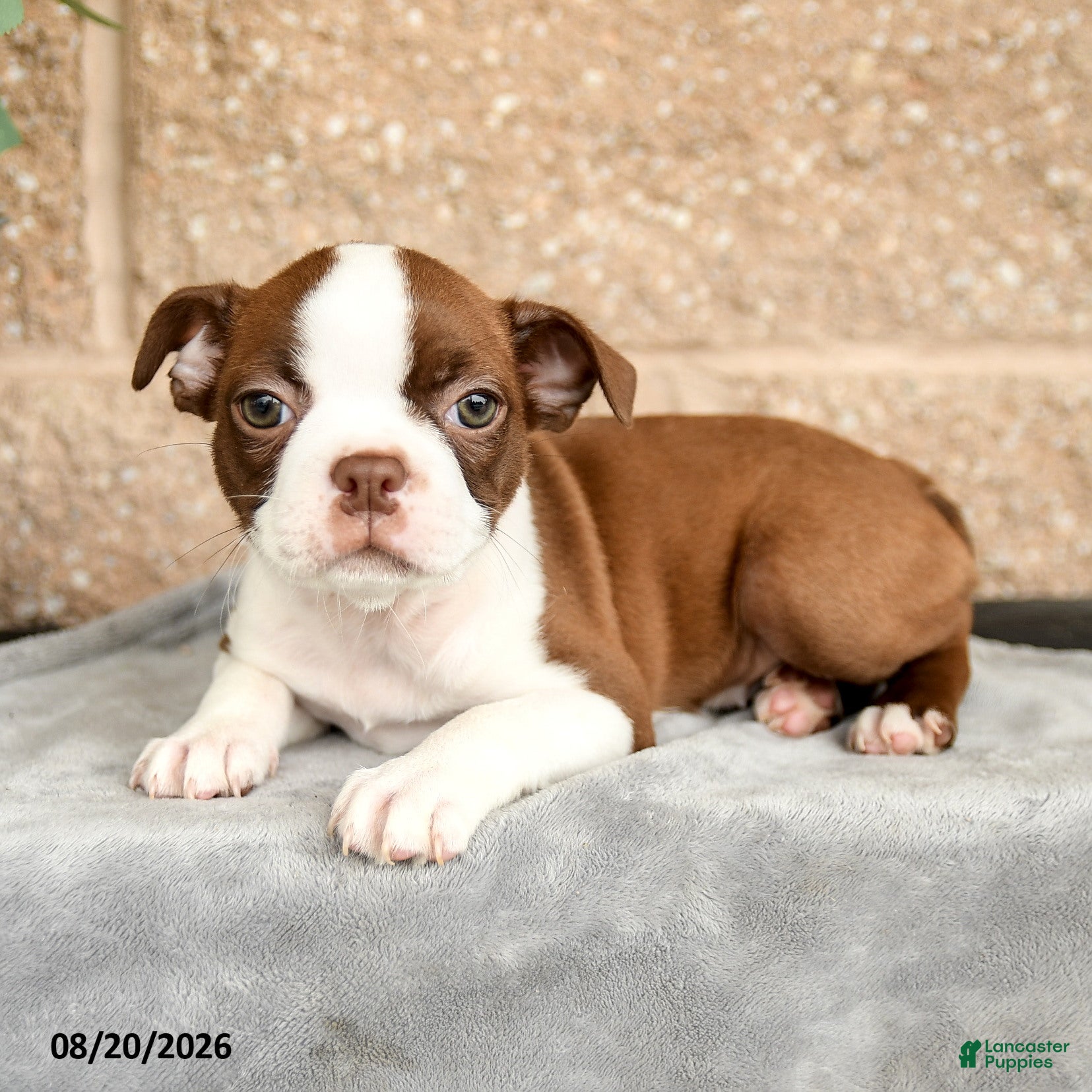 Boston Terrier dogs Morris - Ad 2