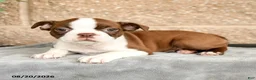 Boston Terrier dogs for sale: Morris - Ad 2