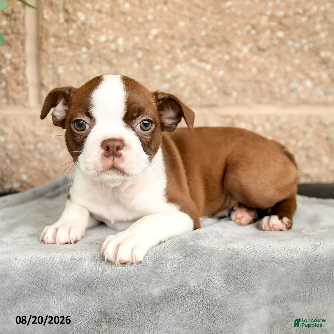 Boston Terrier dogs for sale: Morris - Ad 2