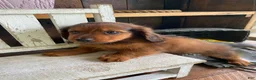 Miniature Dachshund dogs for sale: Bo - Ad 13