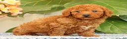Cavapoo dogs for sale: Alvin - Ad 4
