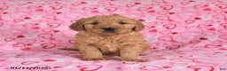 Goldendoodle dogs for sale: Blade - Ad 5