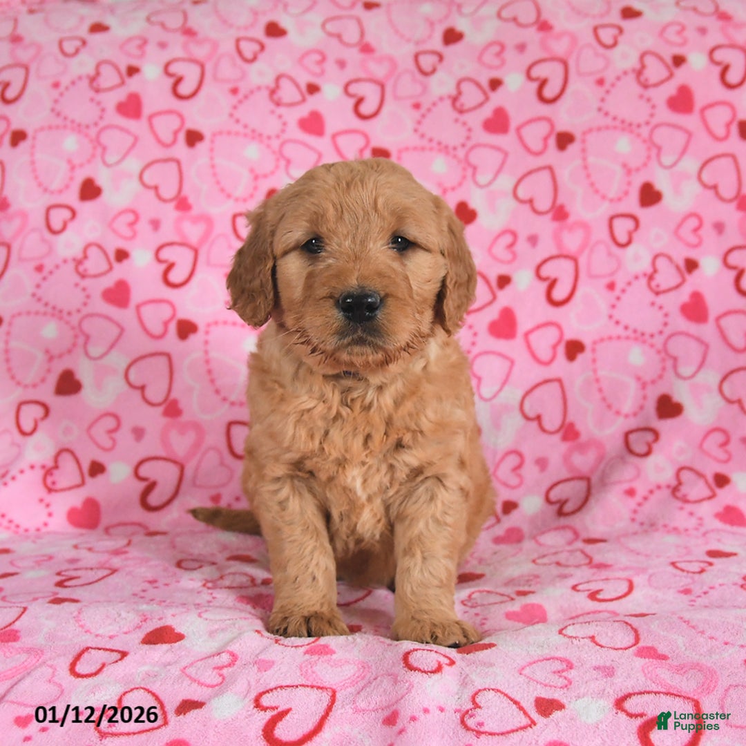 Goldendoodle dogs for sale: Blade - Ad 5