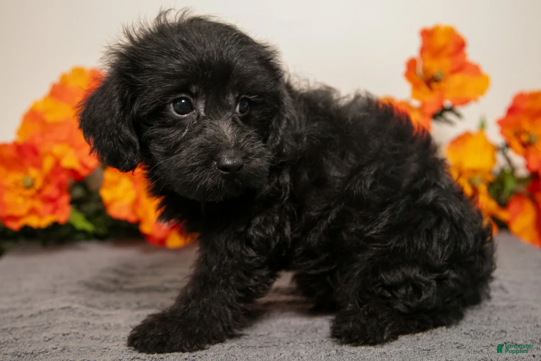 Yorkiepoo dogs for sale: Mister - Ad 3