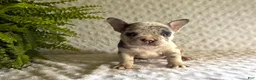 French Bulldog dogs for sale: Twinkle - Ad 1