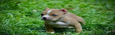 Fawn Merle 2