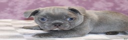 French Bulldog dogs for sale: Sander - Ad 4