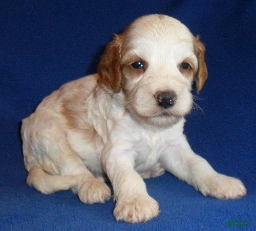 Cockapoo dogs Ollie - Ad 2