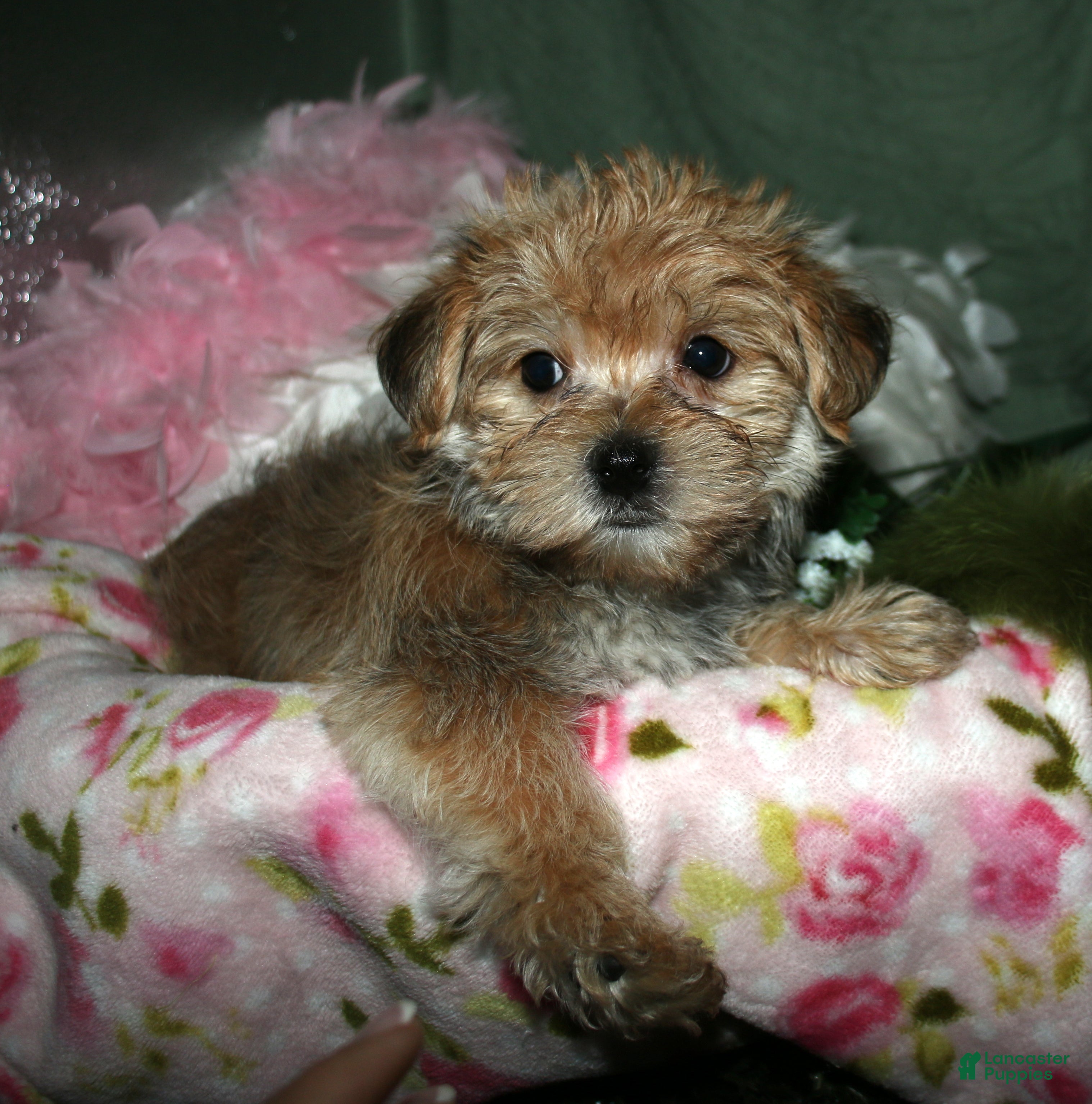 Morkie dogs Moses - Ad 1