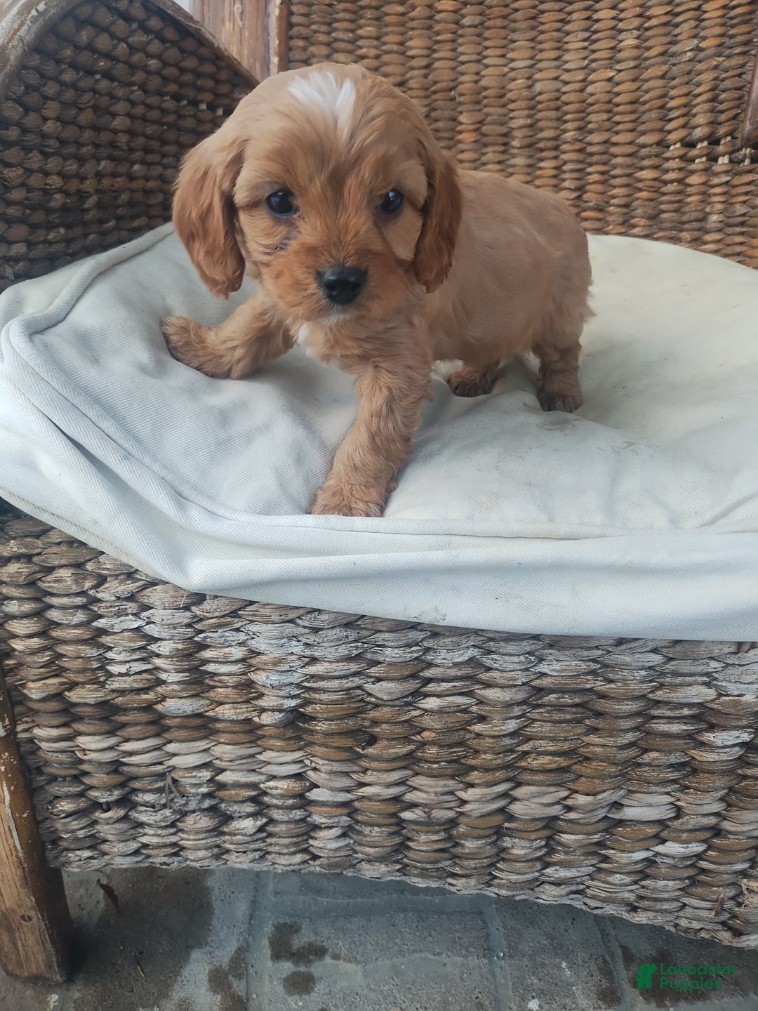 Cavapoo dogs for sale: Jem - Ad 4