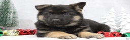 German Shepherd dogs for sale: Avery - Ad 5