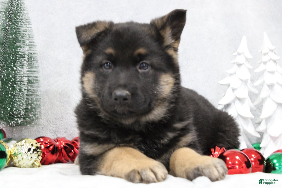 German Shepherd dogs for sale: Avery - Ad 5