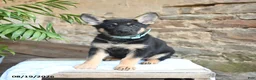 German Shepherd dogs for sale: Nova - Ad 5