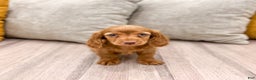 Miniature Dachshund dogs for sale: Ginger - Ad 2