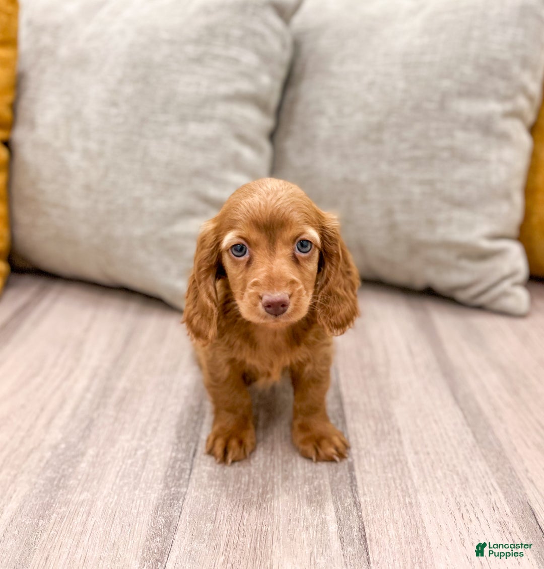 Miniature Dachshund dogs for sale: Ginger - Ad 2
