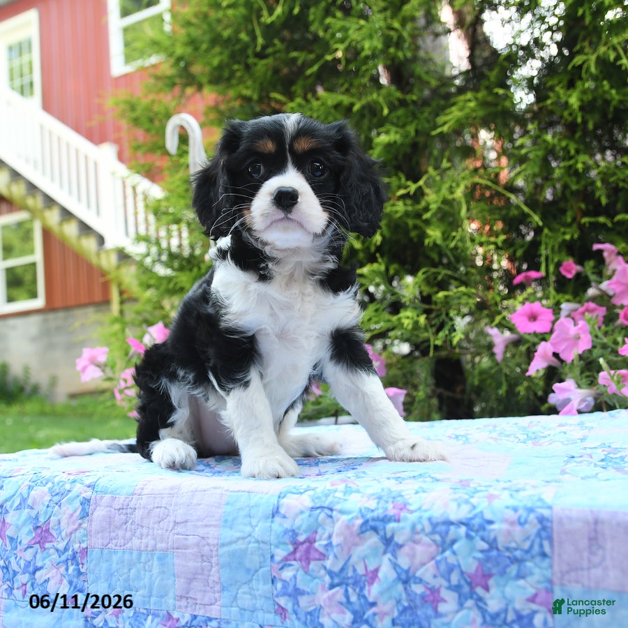 Cavalier King Charles Spaniel dogs for sale: Iris - Ad 1