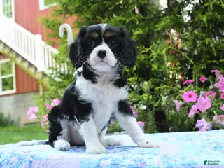 Cavalier King Charles Spaniel dogs for sale: Iris - Ad 1