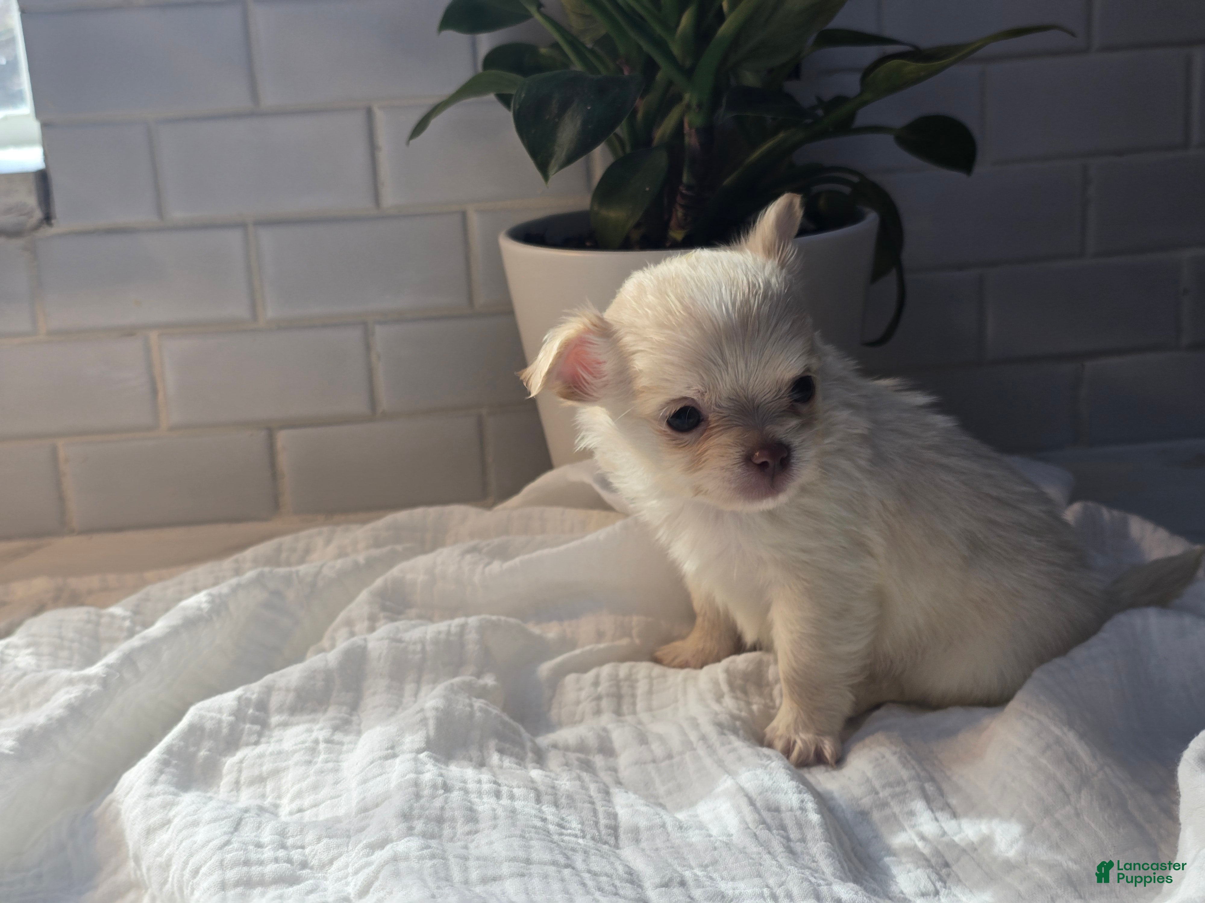 Cream Chihuahua Puppies for sale Lancaster Puppies