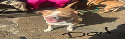 American Pit Bull Terrier dogs for sale: Stella  - Ad 7
