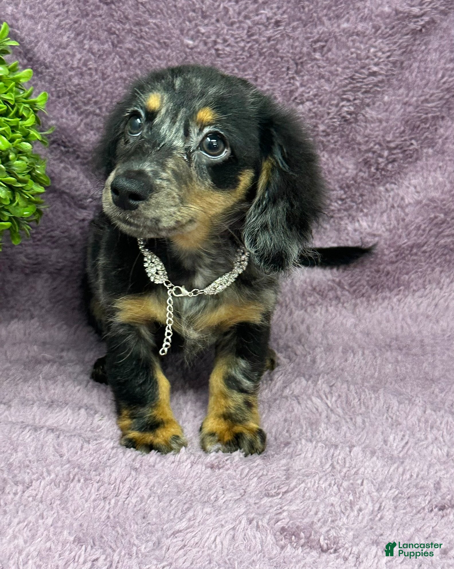 Miniature Dachshund dogs Alex - Ad 1