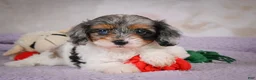 Cavapoo dogs for sale: Molly - Ad 9