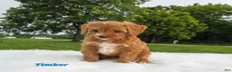 Cavapoo dogs for sale: timber - Ad 6