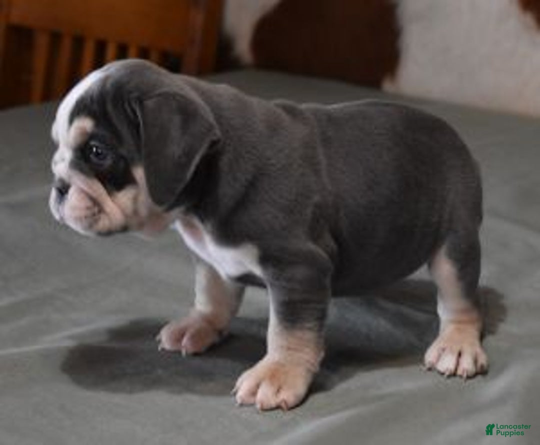 English Bulldog dogs for sale: BESS, BLUE TRI FEMALE - Ad 4
