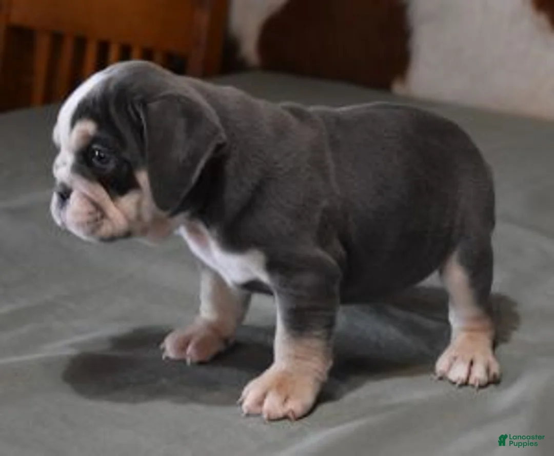English Bulldog dogs for sale: BESS, BLUE TRI FEMALE - Ad 4