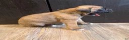 Boxer dogs for sale: Brownie  - Ad 3
