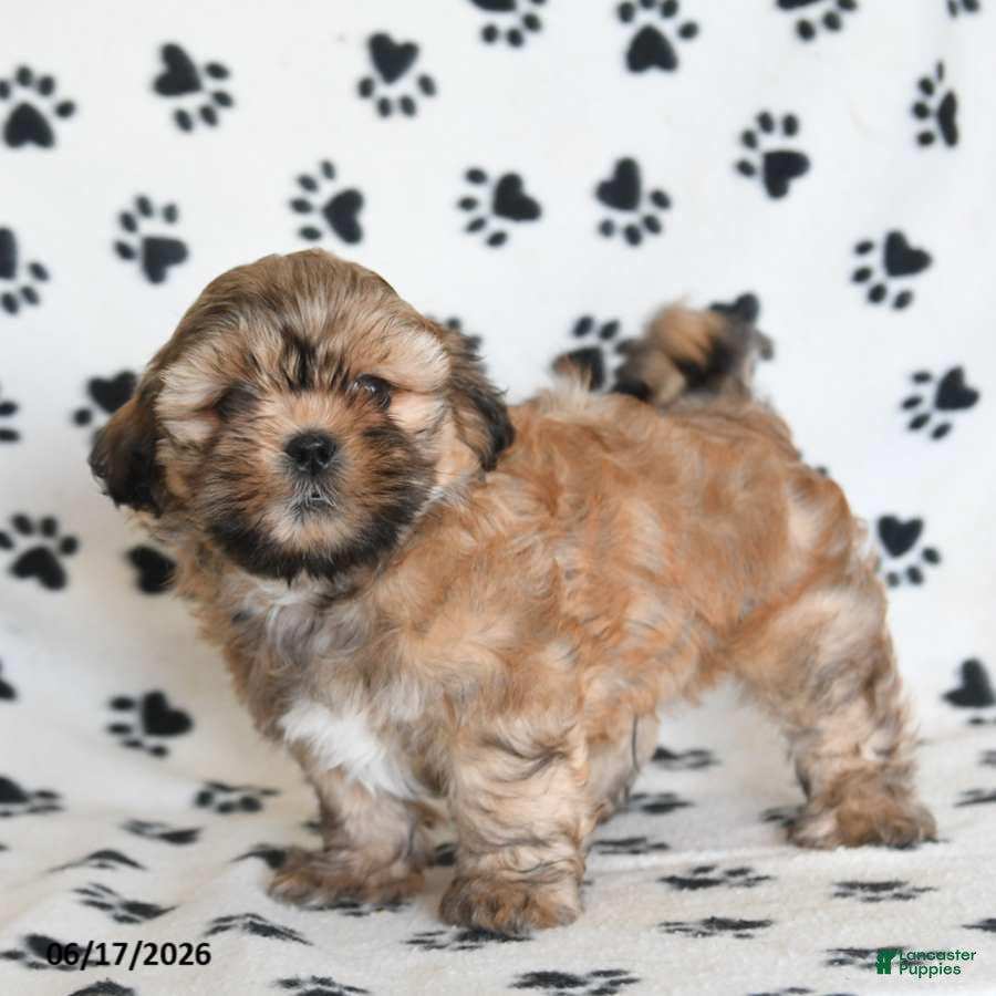 Shihpoo dogs Darby - Ad 1