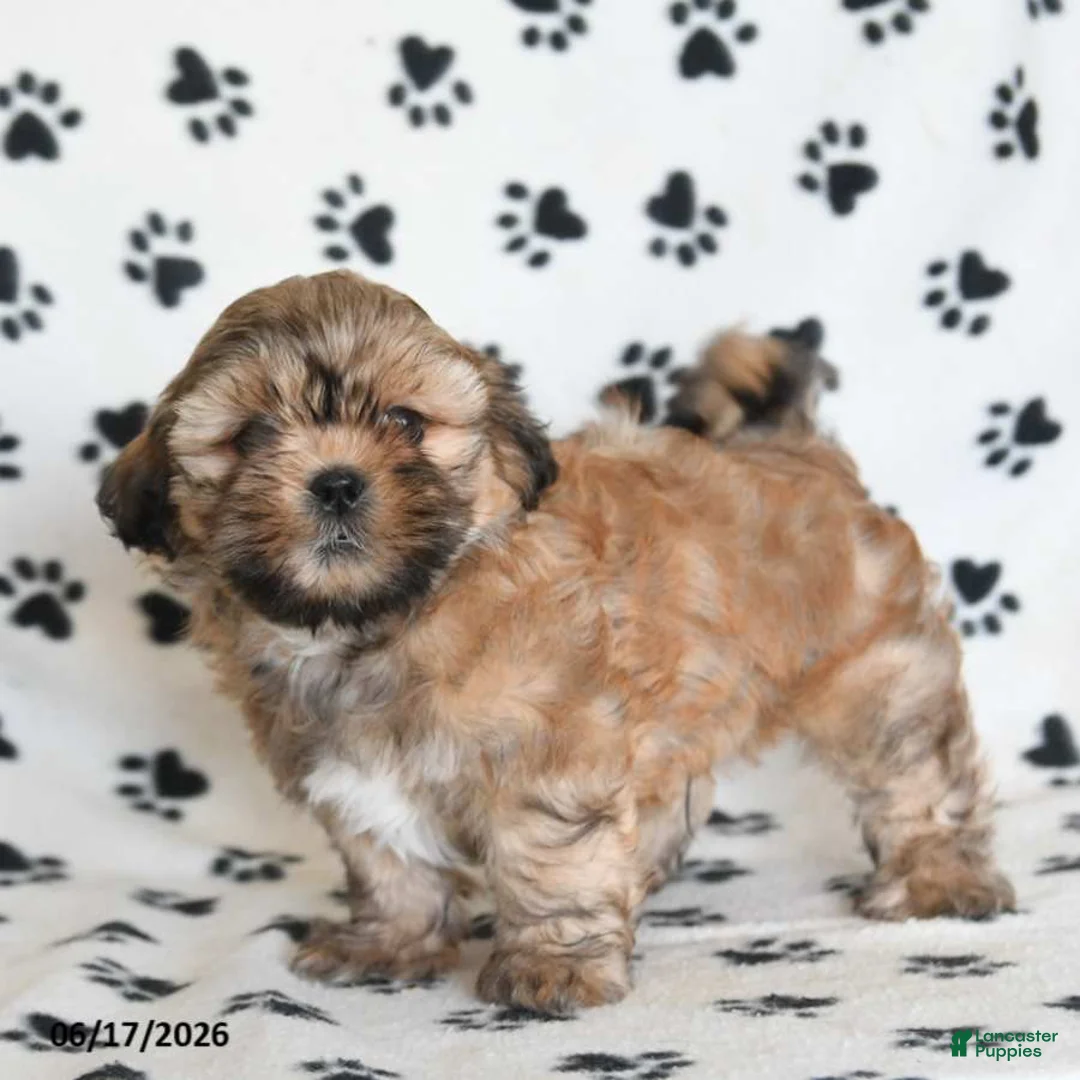 Shihpoo dogs for sale: Darby - Ad 1