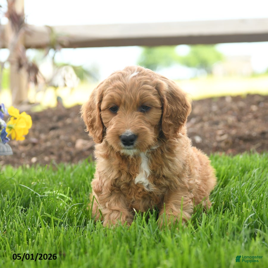 Goldendoodle dogs for sale: TJ - Ad 4