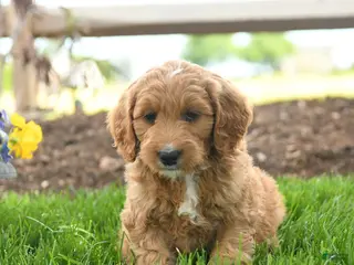 Goldendoodle dogs for sale: TJ - Ad 4