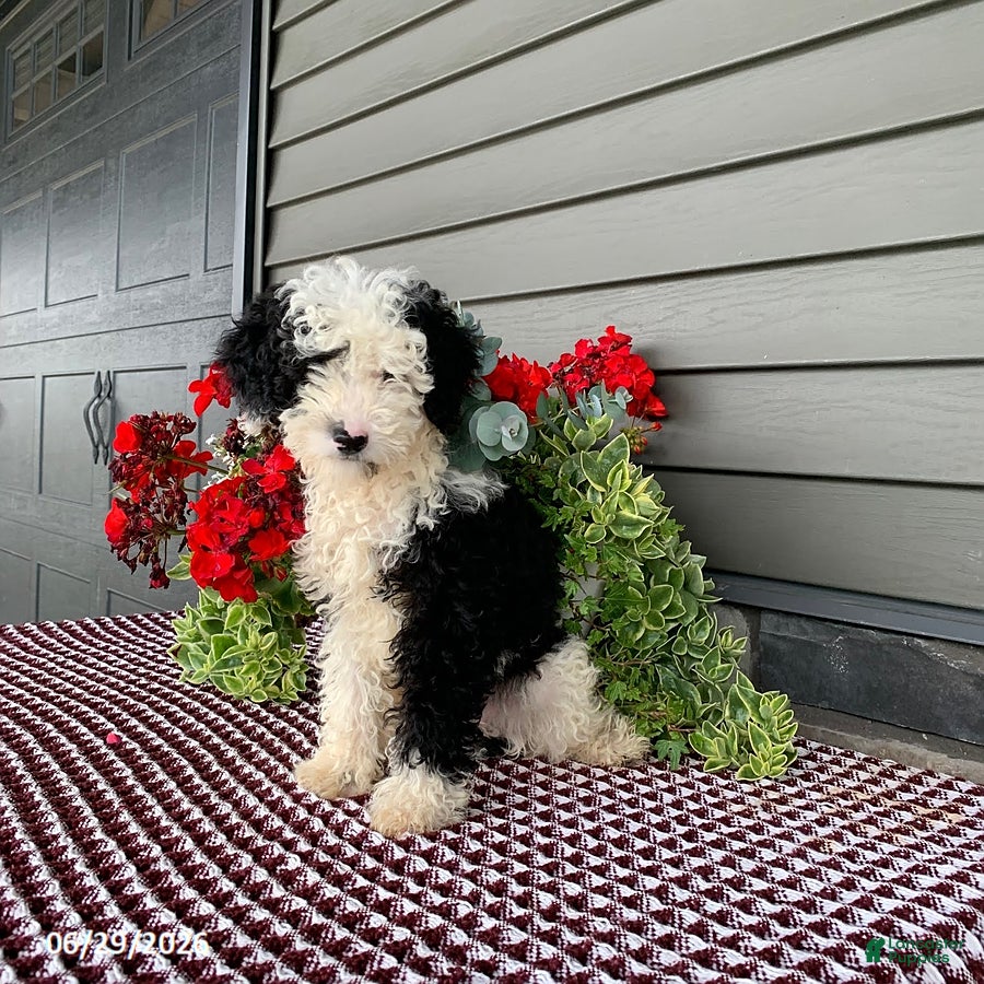 Mini Sheepadoodle dogs Rambo - Ad 2