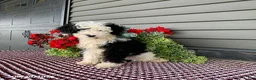 Mini Sheepadoodle dogs for sale: Rambo - Ad 2