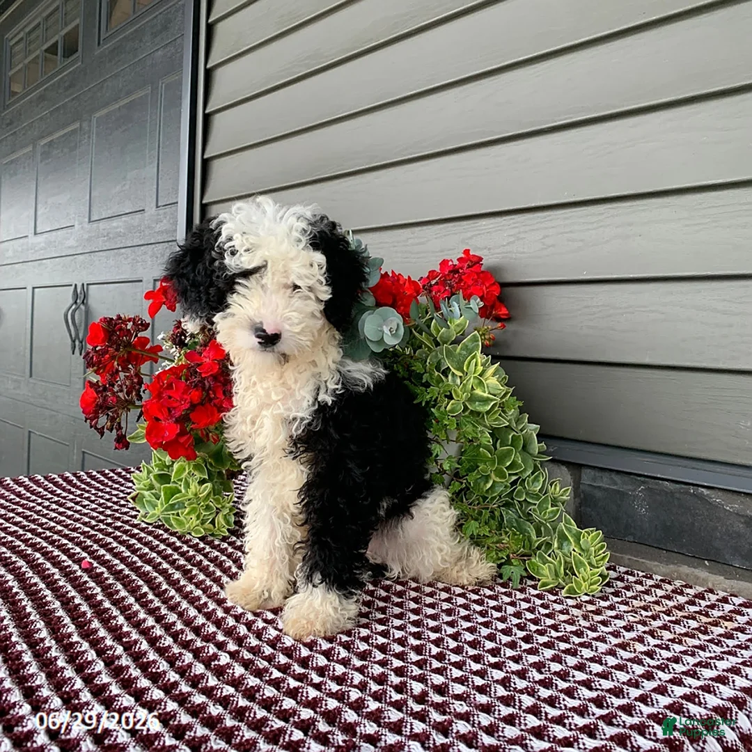Mini Sheepadoodle dogs for sale: Rambo - Ad 2