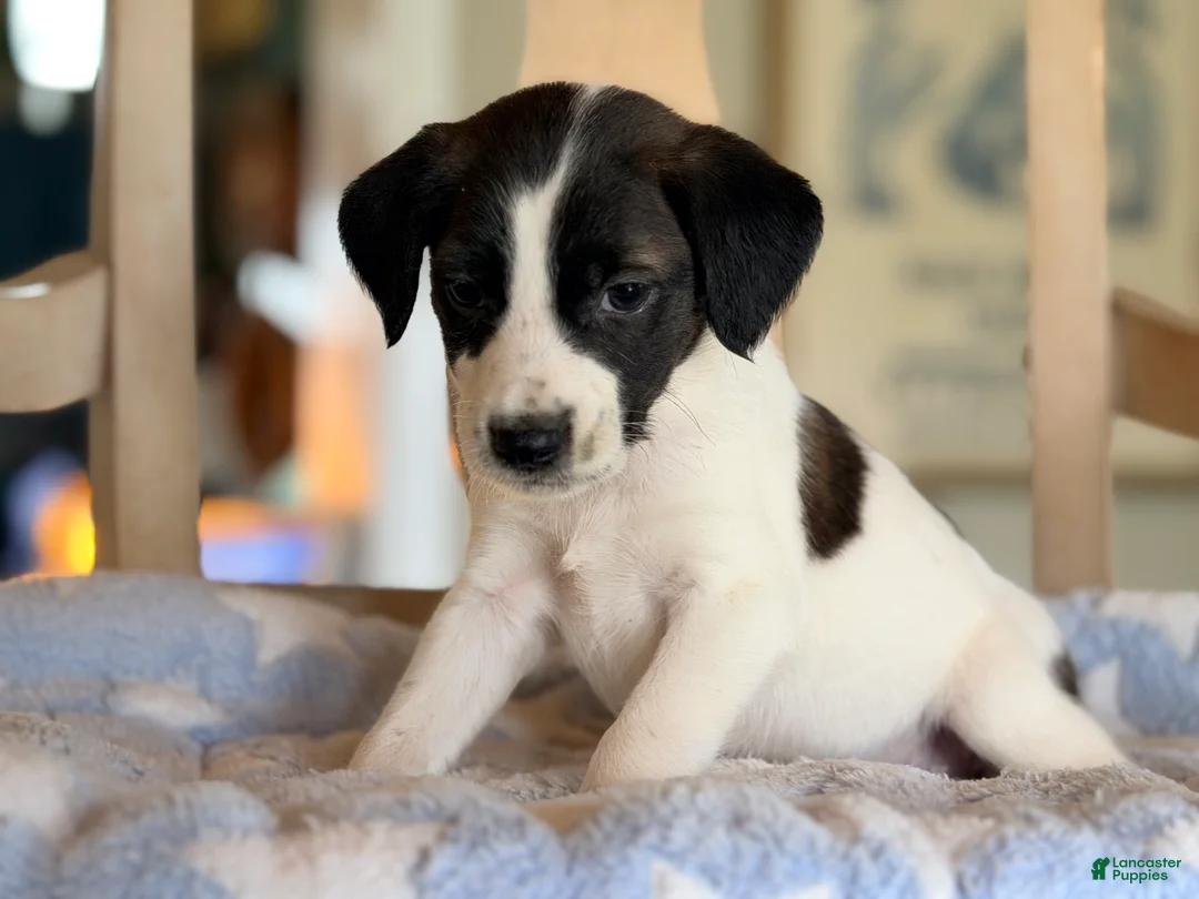 Mixed Breed dogs for sale: Hoodle 4  - Ad 2