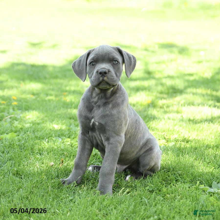 Cane Corso dogs Sarge - Ad 1