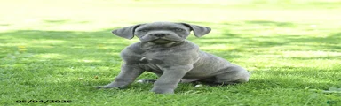Sarge