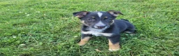 Mixed Breed dogs for sale: Ram - Ad 3