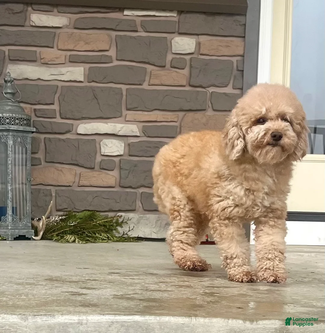 Miniature Poodle dogs for sale: Sweet Mocha ❤️🐾Akc Genetic Health Tested❤️🐾Call 717-529-1907❤️Retired Momma❤️ - Ad 2