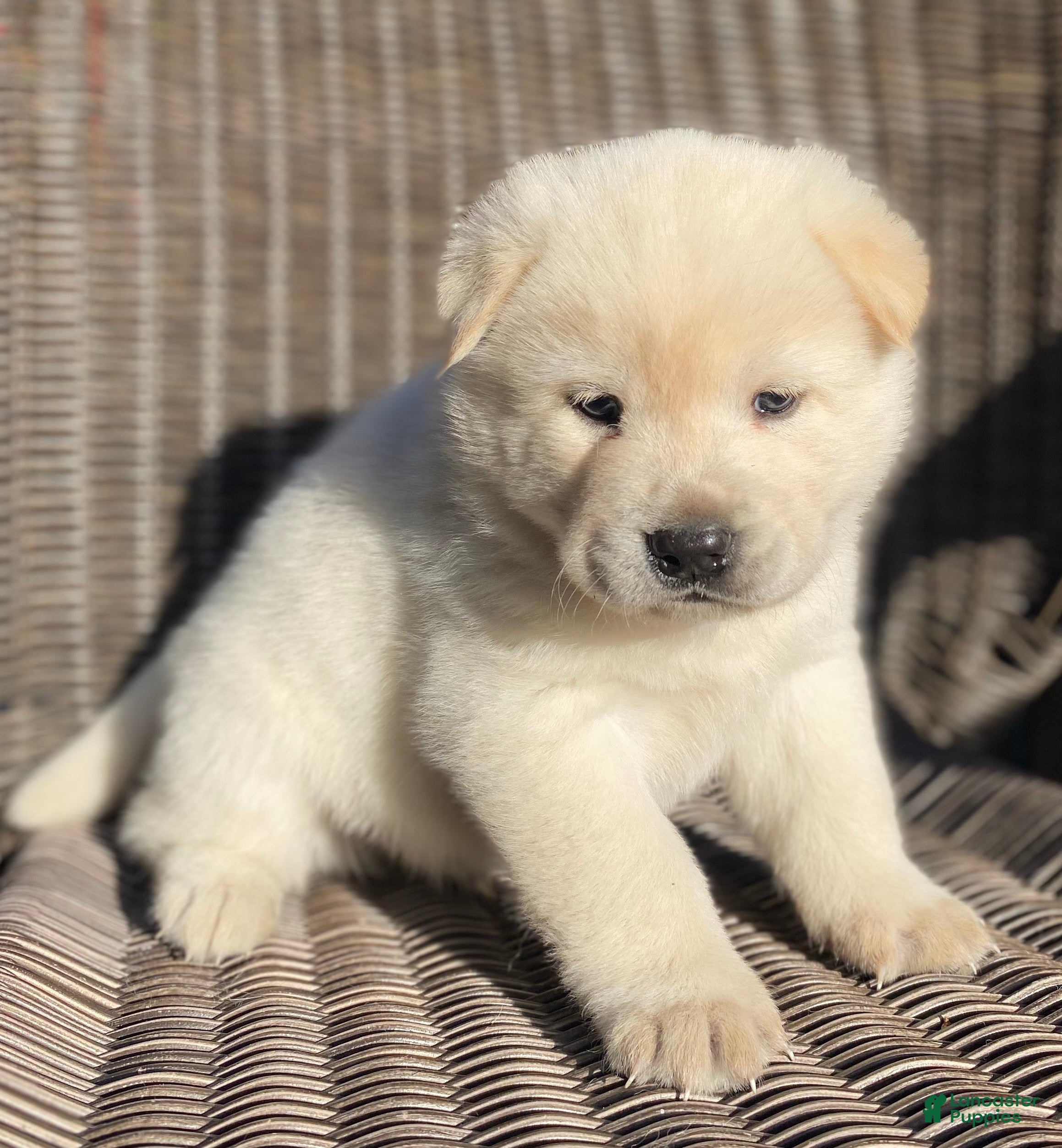 Mixed Breed dogs Chowski male  - Ad 7