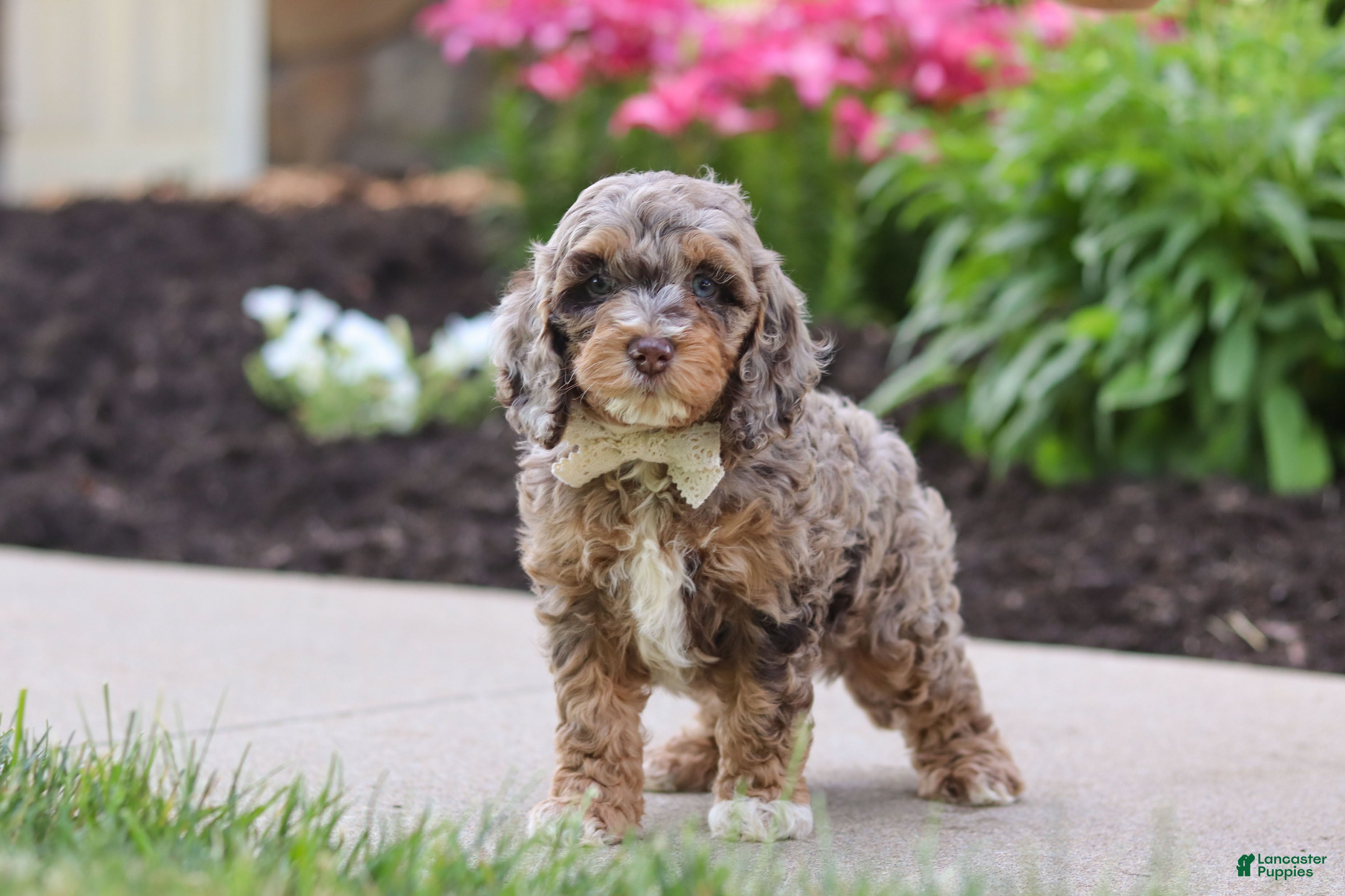 Cockapoo dogs Hudson - Ad 1
