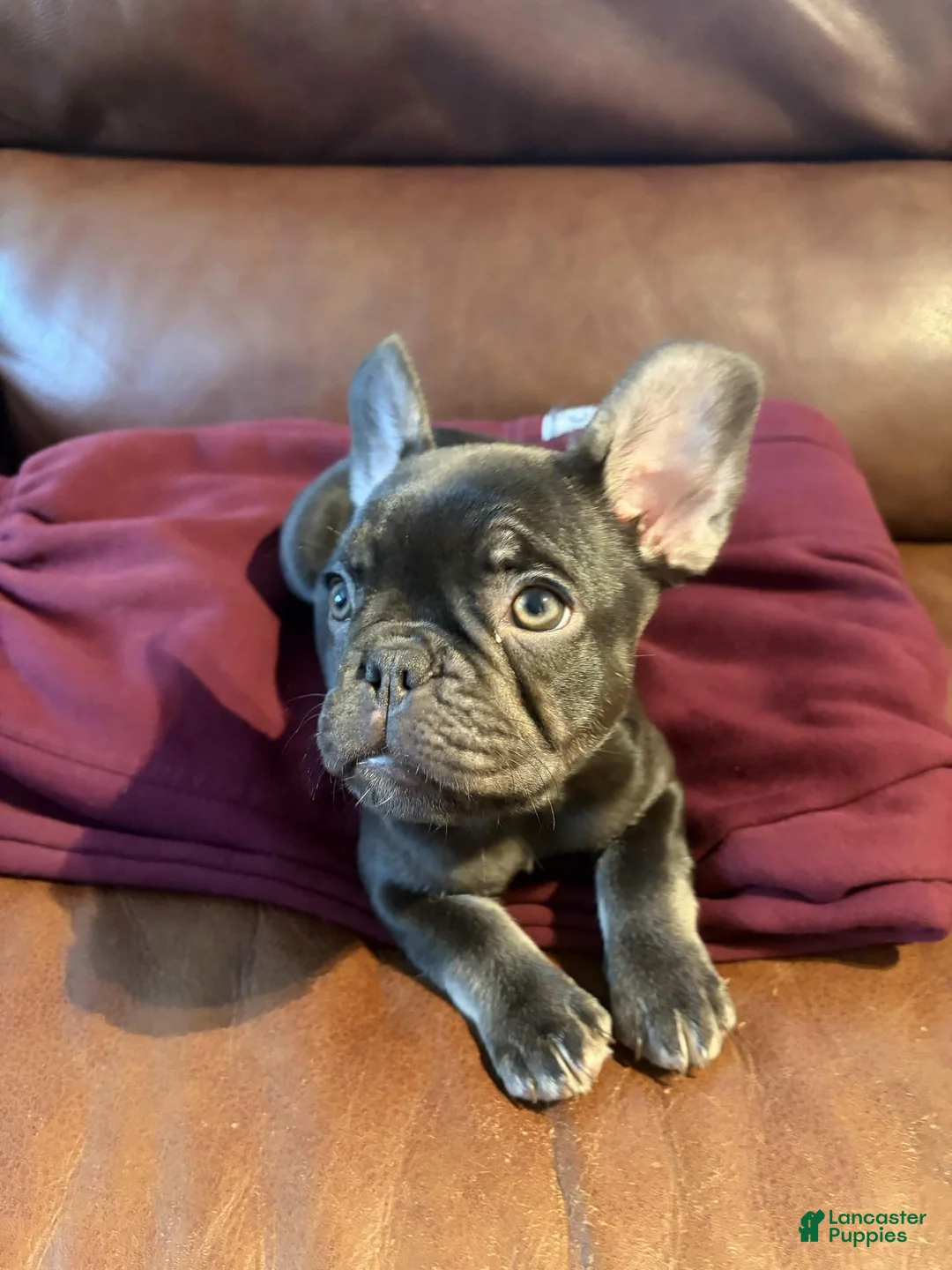 French Bulldog dogs for sale: French Bulldog 1 - Ad 1