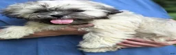 Teddy Bear dogs for sale: Penny - Ad 4