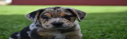 Beabull dogs for sale: Denver - Ad 8