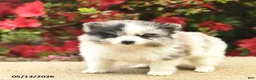 Pomeranian dogs for sale: Blossom  - Ad 2