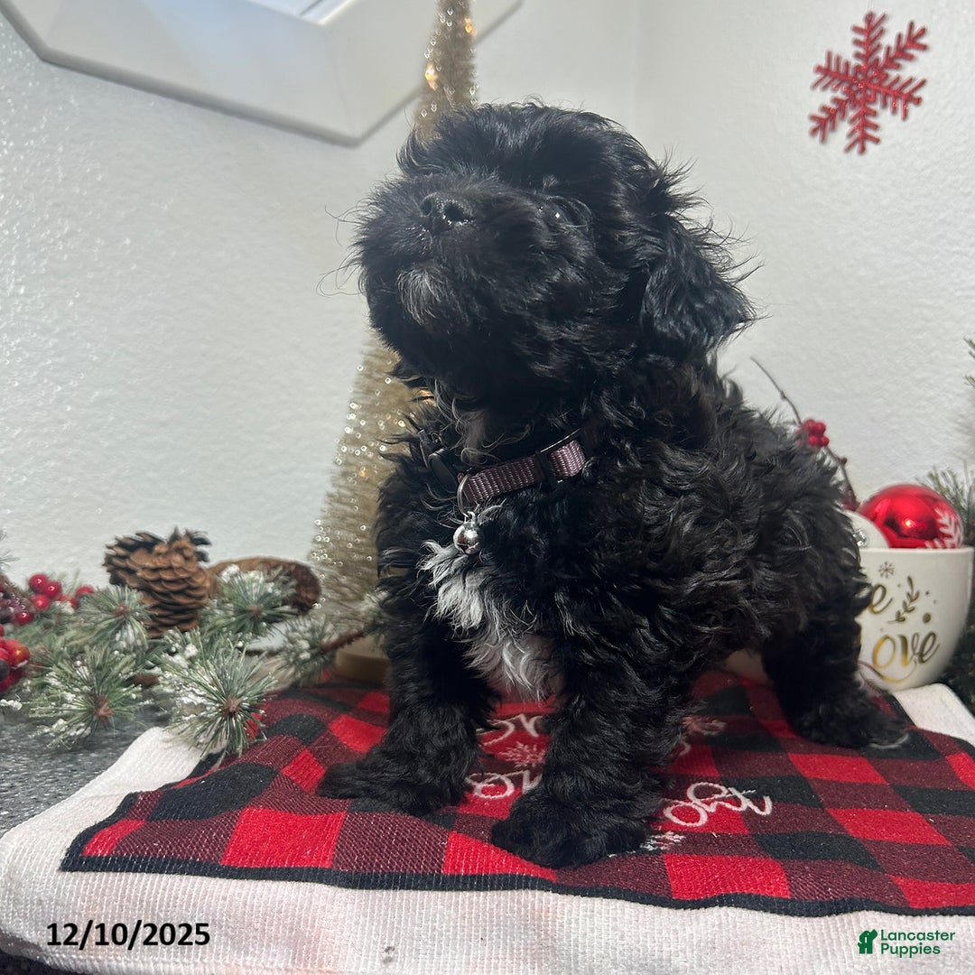 Mixed Breed dogs for sale: Bentley - Ad 4