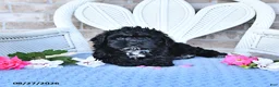 Cockapoo dogs for sale: Tulip - Ad 5
